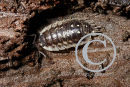 Wood Louse